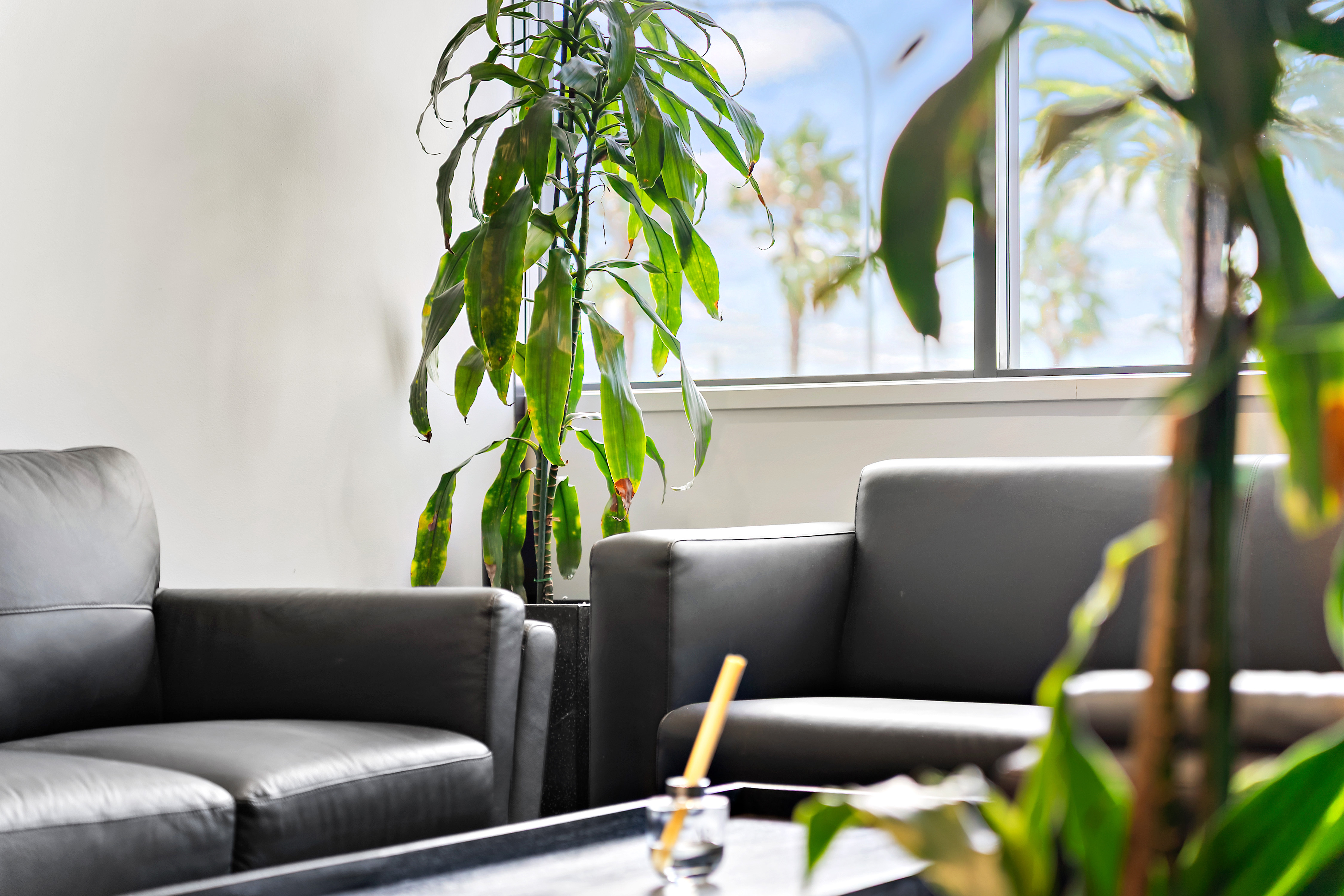 Thinkspace Botany lounge seating detail with indoor plants