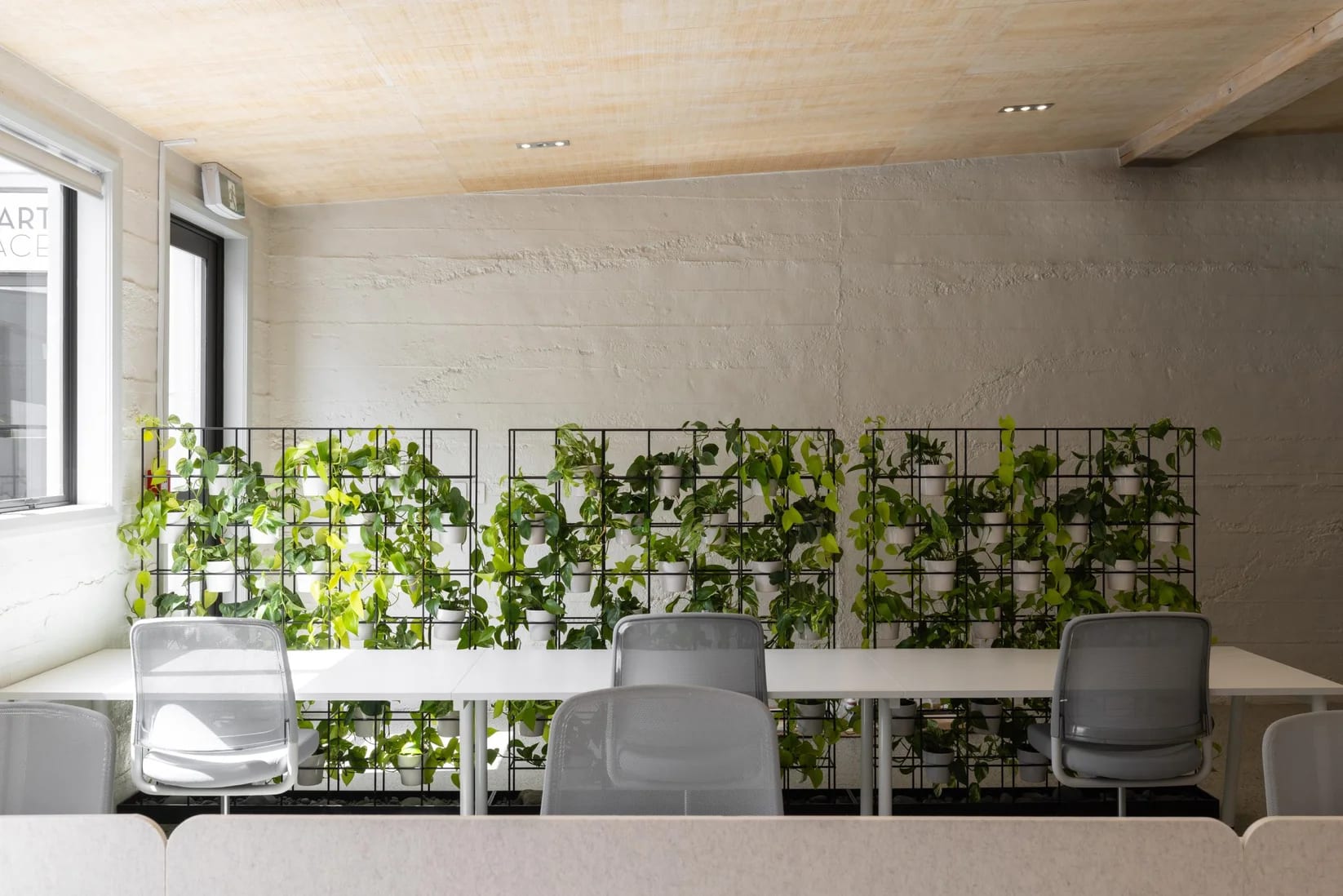 Desks backing onto a full planted trellis wall with street window at Thinkspace Grafton
