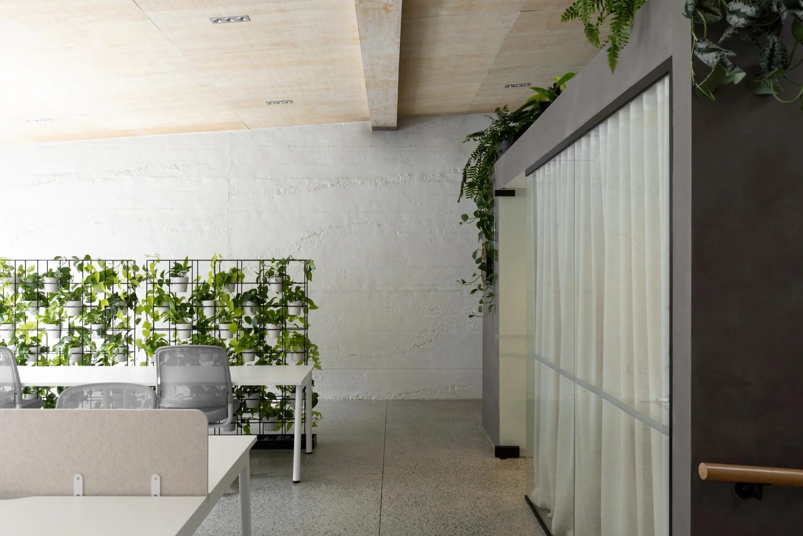 Planted trellis screen dividing desks from the circulation route at Thinkspace Grafton